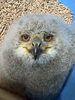 「シベリアワシミミズクの赤ちゃんを、お客さまに新しくお迎えいただきました🦉✨」