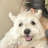 トリミングは健康管理のパートナー｜常連犬の小さな変化に気づいた話