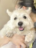 「トリミングは健康管理のパートナー｜常連犬の小さな変化に気づいた話」