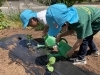 収穫へ向けて元気に栽培「園庭の隣の畑でスタートした野菜づくりの時間」