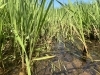 島根県安来市の大自然の中で育つ、自生真菰「自生真菰と栽培真菰の違いとは？自然のまま育つ真菰の魅力」
