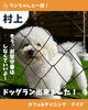 看板犬のそい君「ドッグラン出来ました！『新潟県村上市で家族で子連れ安心、ペット同伴可、村上牛、岩のりおにぎり、ご当地グルメ、女子会、飲み放題、ディナー、ガレット、グリル料理デイズ』」