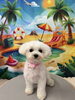 マルチーズ  にこちゃん💕「🐶トリミングサロン🫧🛁～マルチーズ編～」