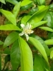 「みかんの花」