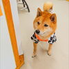 うめちゃん「今日のお友達」