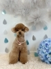 くうちゃん「わんこと梅雨☔️」
