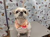 心ときめくドッググルーミング「おててパー【どっぐさろんあきゅ　小型犬専門　トリミング　ペットサロン　京都市南区上鳥羽】」