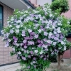 ニオイバンマツリ