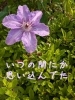 ふとした瞬間に『思い込み』に気づいたりする「『思い込み』を手放すことで気づく🌿」