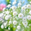 🌼 今日のはな｜カスミソウ