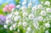 カスミソウ「🌼 今日のはな｜カスミソウ」