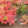 北大植物園でツツジを見てきました（宮部金吾記念館と札幌最古のライラックも！）