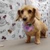 耳の後ろは毛玉注意【どっぐさろんあきゅ　小型犬専門　トリミング　ペットサロン　京都市南区上鳥羽】
