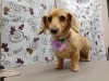 愛犬がさらに魅力的になる変身体験「耳の後ろは毛玉注意【どっぐさろんあきゅ　小型犬専門　トリミング　ペットサロン　京都市南区上鳥羽】」