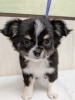 たくさんの仔犬がいます。「黒×ホワイトの模様がかわいいチワワの男の子が仲間入りしました」