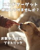 コミュニケーションにハンドターゲット「暑い日はお家でハンドターゲットの練習してみませんか？🖐️🐕」