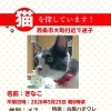 【西条市大町宇佐ガラス付近】迷い猫を探しています（不明になった日：2026年5月25日）
