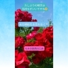 鮮やかに咲き誇る薔薇は癒やし「座りっぱなしの足だるさに♪足つぼフットケアでスッキリ」