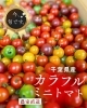 「シリーズ『いま、旬です。』 vol.1　千葉県産　カラフルミニトマト」