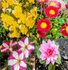 色とりどりの鮮やかな花々「【函館・道南】会社前花壇です🌺」