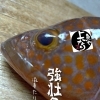 アコウ入荷致しました！