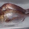 徳島県産✨活け〆天然真鯛入りました！