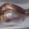 徳島県産✨活け〆天然真鯛入りました！
