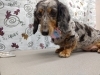 可愛いが輝く「しっぽの毛もバッサリカット【どっぐさろんあきゅ　小型犬専門　トリミング　ペットサロン　京都市南区上鳥羽】」