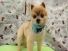 かっこいい！「頭まわりがんばった【どっぐさろんあきゅ　小型犬専門　トリミング　ペットサロン　京都市南区上鳥羽】」