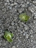 「畑の芽がぐんぐん成長中！利用者さんと見守っています」