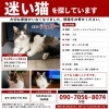 迷い猫「迷い猫を探しています」