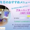 6月限定価格♪紫陽花色のブルーハーブティー（HOT/ICE）