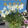 チャレンジド前の花壇が満開になりました🌸