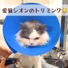 🐾 夏仕様になったシオンと、コハクの反応😂