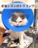 「🐾 夏仕様になったシオンと、コハクの反応😂」