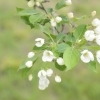 エゾノコリンゴ開花