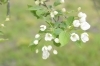 「エゾノコリンゴ開花」