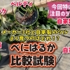 系統別紅はるか品種試験! 高温期の環境下で品質が良いサツマイモはどれになるのか!?　たねのハシモトミヤ