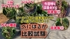 サツマイモ「系統別紅はるか品種試験! 高温期の環境下で品質が良いサツマイモはどれになるのか!?　たねのハシモトミヤ」