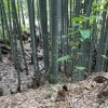 【新居浜支店 社員日記】大量収穫!たけのこ掘り～
