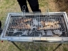 【オリーブレク】ニジマスの塩焼き「【オリーブレク】自分で釣ったニジマスを塩焼きに！みんなで美味しい大満足の一日🐟✨」