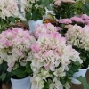 季節の花で、生活に彩りを。