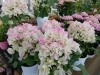 「季節の花で、生活に彩りを。」