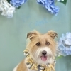 お客様のご紹介🐶［大分市高崎/貸切トリミング］