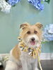 笑顔のトックくん「お客様のご紹介🐶［大分市高崎/貸切トリミング］」