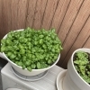 バジルと大葉がすくすく育っています
