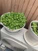 みずみずしいハーブを鉢植えで「バジルと大葉がすくすく育っています」