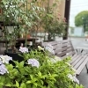 お庭の新緑が眩しいです🌱