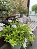 緑に囲まれた癒やしの空間「お庭の新緑が眩しいです🌱」