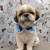 伸びてた毛【どっぐさろんあきゅ　小型犬専門　トリミング　ペットサロン　京都市南区上鳥羽】